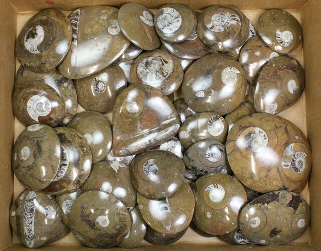 Lot - to Polished Goniatite Fossils - Pieces #138060